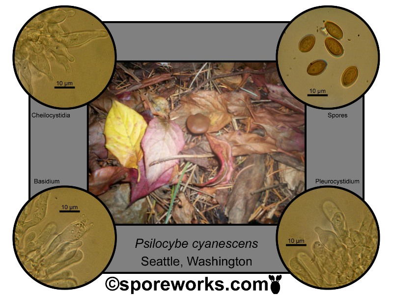 Psilocybe section Cyanescen - The Spore Works